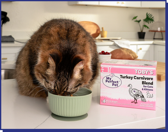 Turkey Carnivore