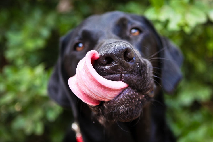 Why Is My Dog Always Hungry? Tips for Handling Insatiable Appetites