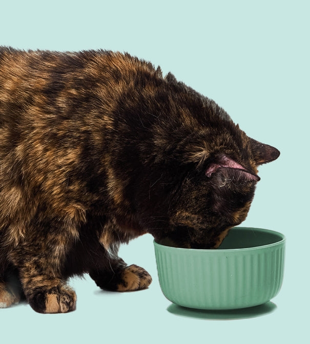 Low Phosphorus Chicken Carnivore