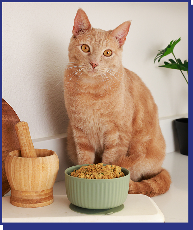 
              Chicken Carnivore Grain Free Blend
            