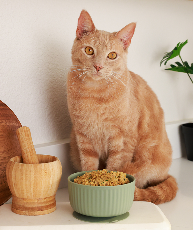 
              Chicken Carnivore Grain Free Blend
            
